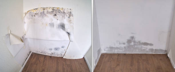 Best Mold removal after water damage  in Mar Mac, NC